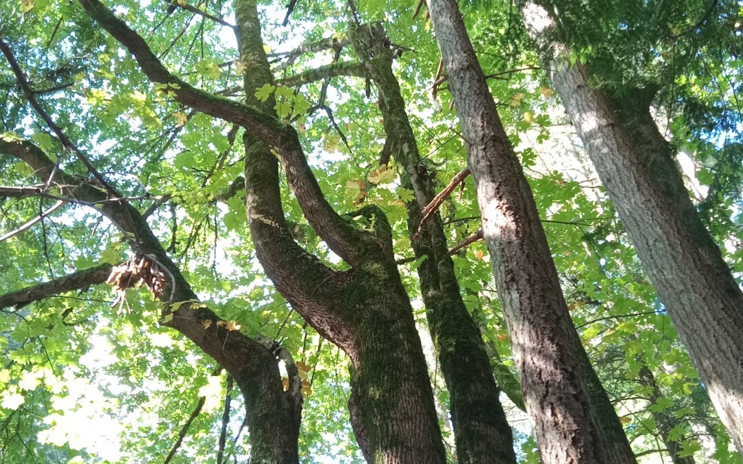 Thoughts from a Recent Walk