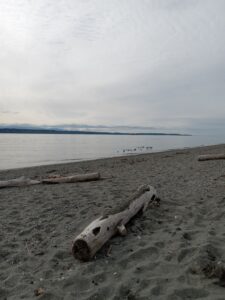 Picture of driftwood on beach