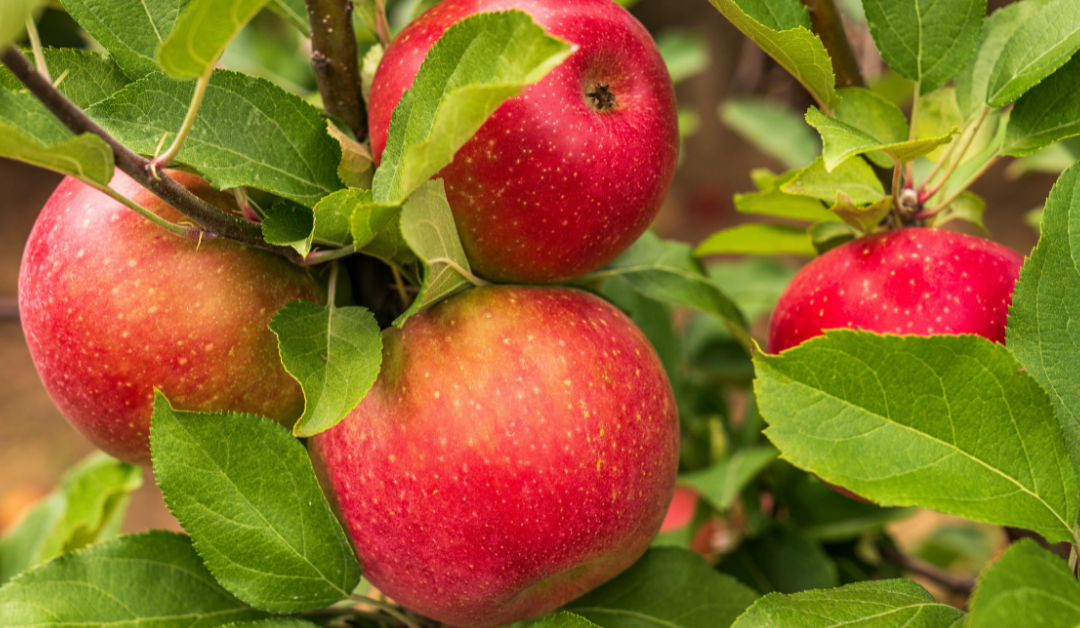 Fruit Is Meant to Be Eaten in Season