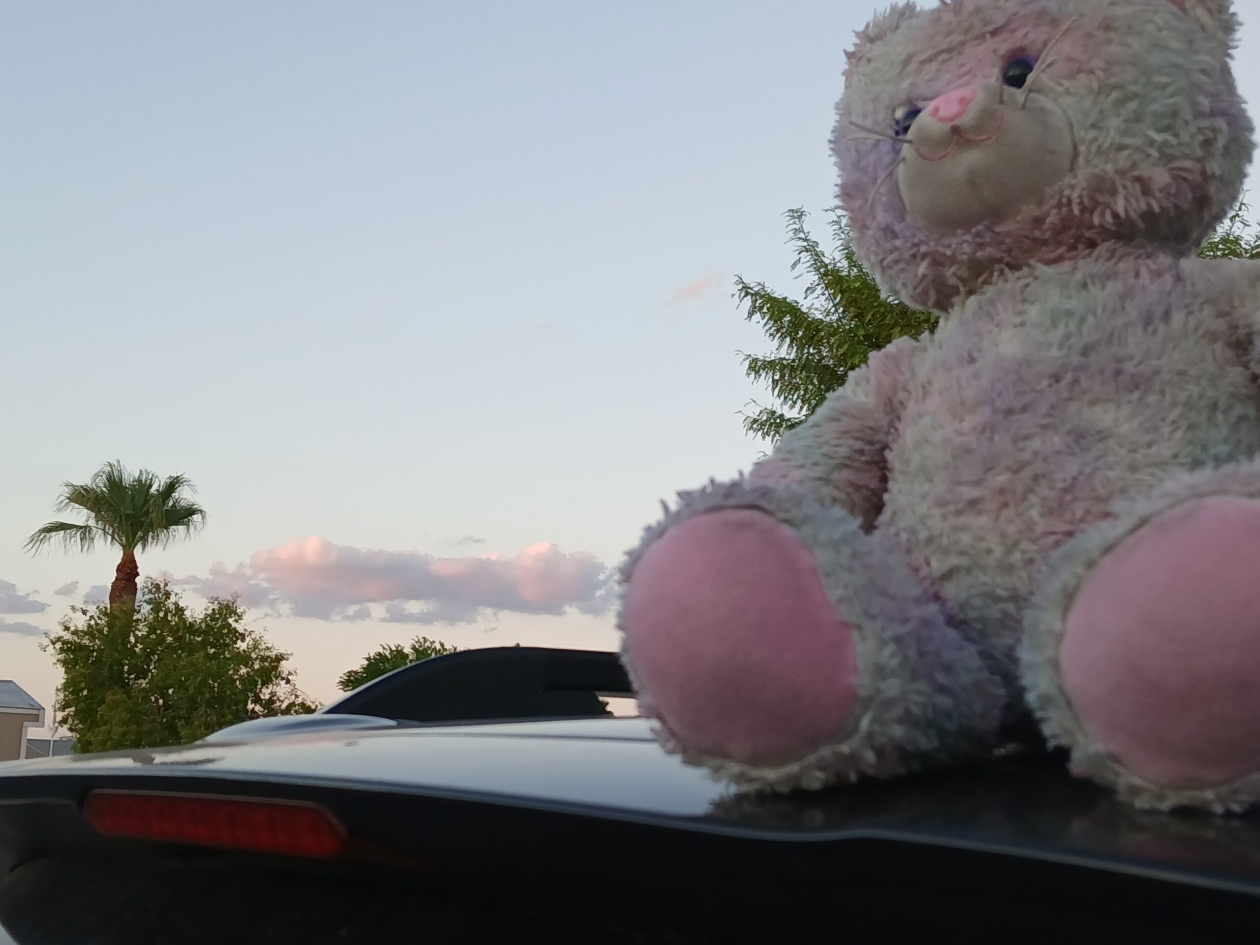 Picture of a stuffed animal, pastel colored cat on top of a car.